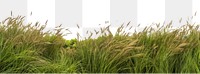 PNG Hills of wild grass landscape outdoors nature. AI generated Image by rawpixel.