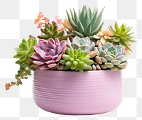 PNG Succulents flower plant 