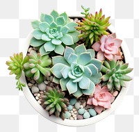 PNG Succulents flower plant white background.