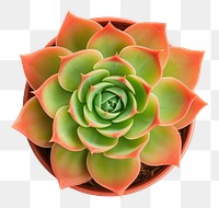 PNG Potted succulent plant white background accessories freshness.