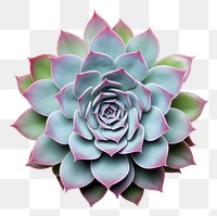 PNG Succulent plant flower white background inflorescence.
