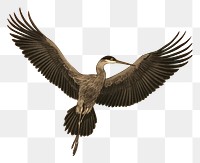 PNG Flying animal cloud bird.