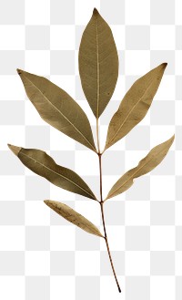 PNG  Real Pressed a olive leaf plant herbs tree