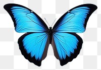 PNG Blue Morpho Butterfly butterfly animal insect. 