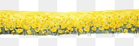 PNG  Yellow rose field backgrounds sunflower nature.