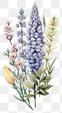 PNG Vertical flower collection lavender blossom plant.