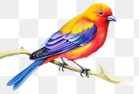 PNG  Bird animal canary beak.