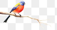 PNG  Bird perched on a branch animal beak white background.