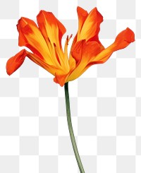 PNG Flower vertical petal tulip plant.