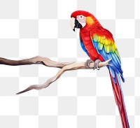 PNG  Parrot animal bird white background.