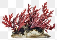 PNG  Red algae seaweed plant red.