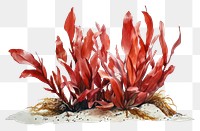 PNG  Red algae painting plant leaf.