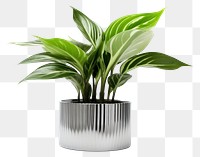 PNG Flower plant leaf vase.