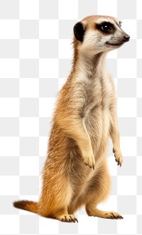 PNG  Two meerkat standing wildlife animal mammal.
