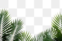 PNG  Natural palm tree leafs backgrounds outdoors nature.