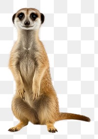 PNG  A cute meerkat standing wildlife animal mammal.