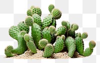 PNG  Cactus bush plant white background freshness.