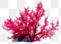 PNG Red algae plant red 