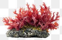 PNG  Red algae red white background underwater.