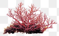 PNG  Red algae plant red white background.