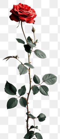 PNG Photo of rose over white wall flower plant inflorescence.