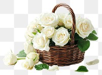 PNG Basket with white roses in side flower plant inflorescence.