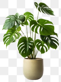 PNG  Monstera in a pot plant leaf vase.