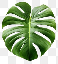 PNG  Monstera leaf plant white background xanthosoma