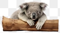 PNG  A koala wildlife sleeping mammal.