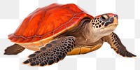 PNG  Reptile animal turtle white background.