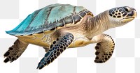 PNG  Reptile animal turtle white background.