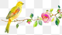 PNG  Bird with flower canary animal nature.