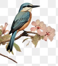 PNG Kingfisher border painting animal flower.