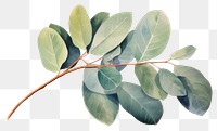 PNG Eucalyptus plant leaf tree.