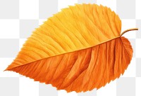 PNG Fall leaf plant tree white background.
