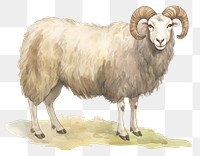 PNG Arles Merino Sheep Ram sheep livestock standing.