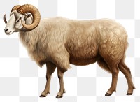 PNG Arles Merino Sheep Ram sheep livestock wildlife.
