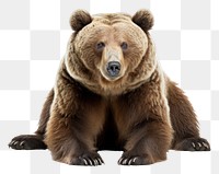 PNG A Bear bear wildlife mammal.