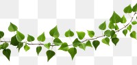 PNG  Small green leaves plant leaf white background. AI generated Image by rawpixel.