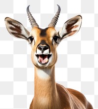 PNG Smiling antelope wildlife animal mammal. AI generated Image by rawpixel.