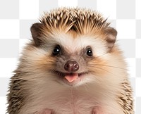 PNG Smiling hedgehog porcupine animal mammal. 