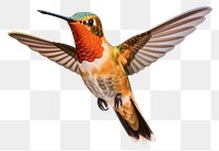 PNG Smiling hummingbord hummingbird animal beak. AI generated Image by rawpixel.