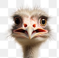 PNG Smiling ostrich animal bird beak. 