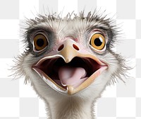 PNG Smiling ostrich animal bird beak. 