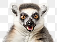 PNG Smiling lemur wildlife animal mammal. 