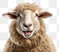 PNG Smiling sheep livestock animal mammal. AI generated Image by rawpixel.