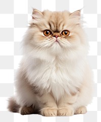 PNG Smiling persian cat mammal animal kitten. AI generated Image by rawpixel.