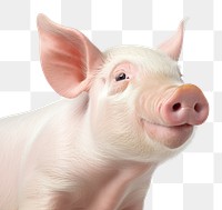 PNG Smiling pig animal mammal investment