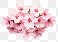PNG  Cherry flower in full bloom blossom petal plant. AI generated Image by rawpixel.