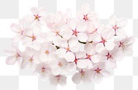 PNG  Cherry flowers blossom petal plant. AI generated Image by rawpixel.